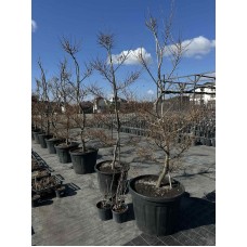 Модрина європейська Нівакі 180-220 см